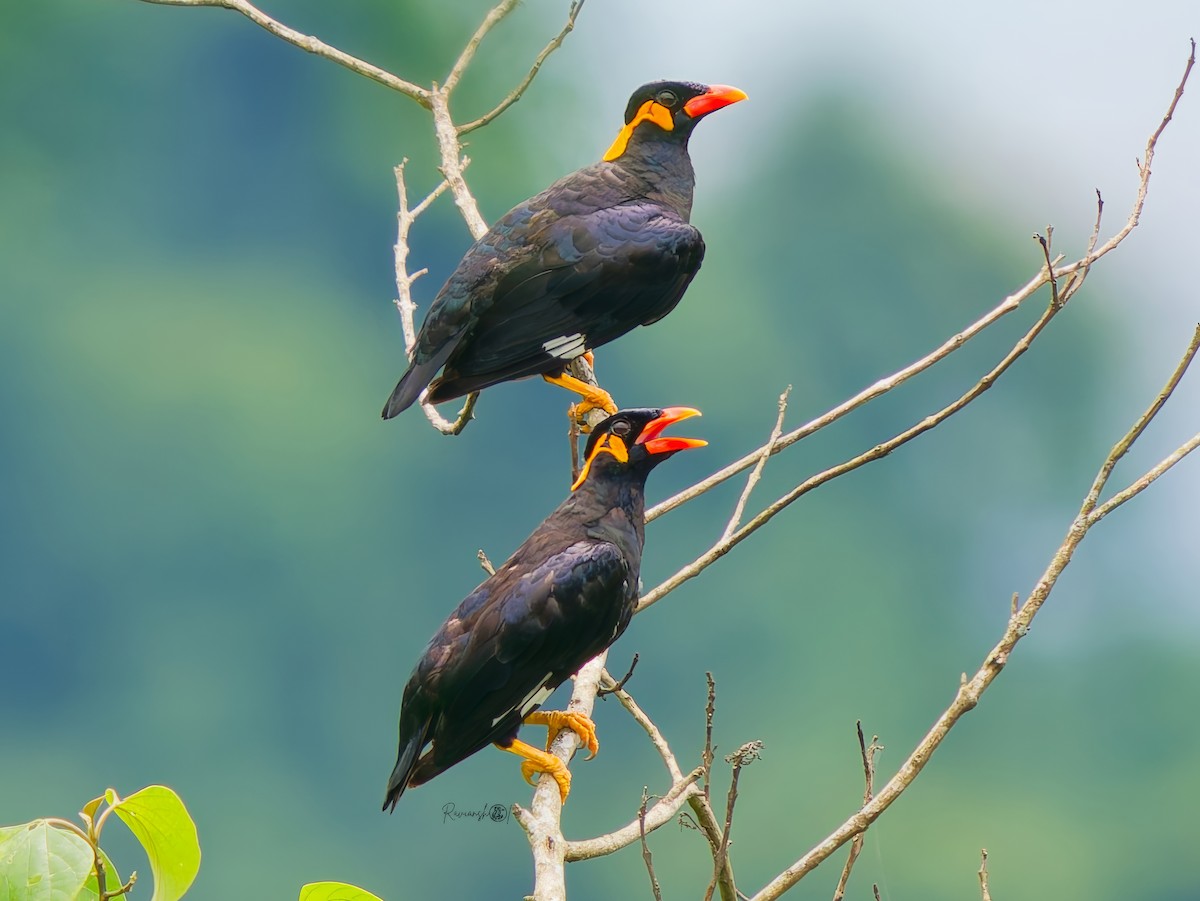 Common Hill Myna - ML641427030