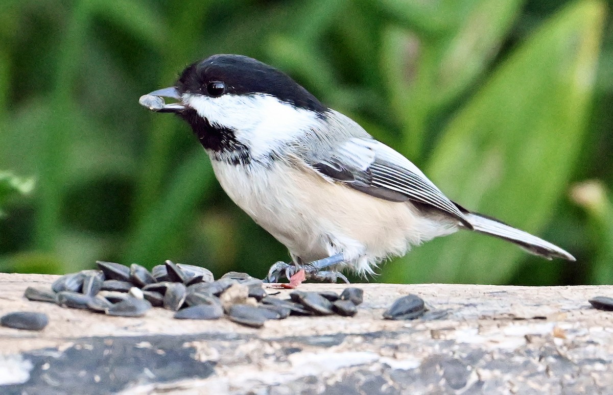Black-capped Chickadee - ML641427031
