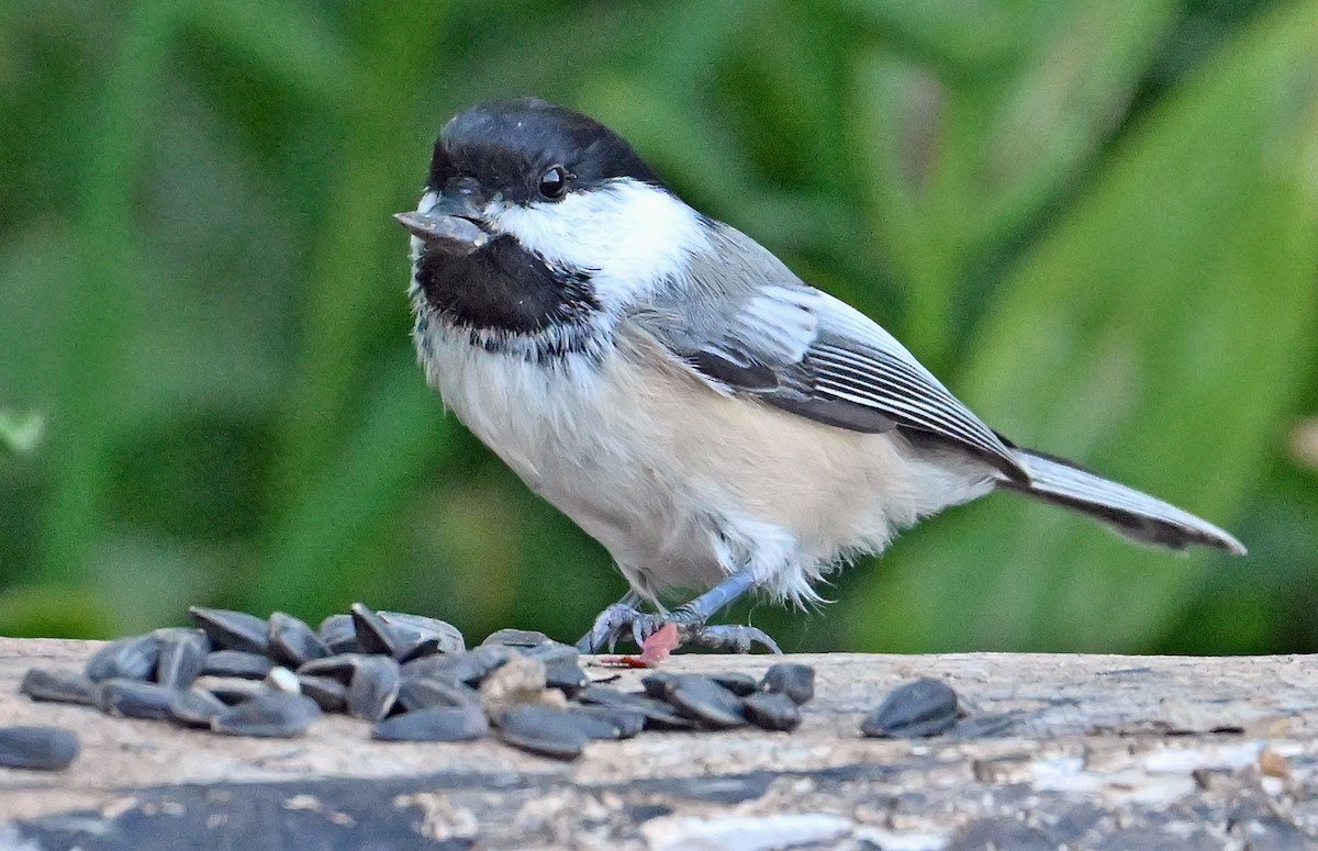 Black-capped Chickadee - ML641427034