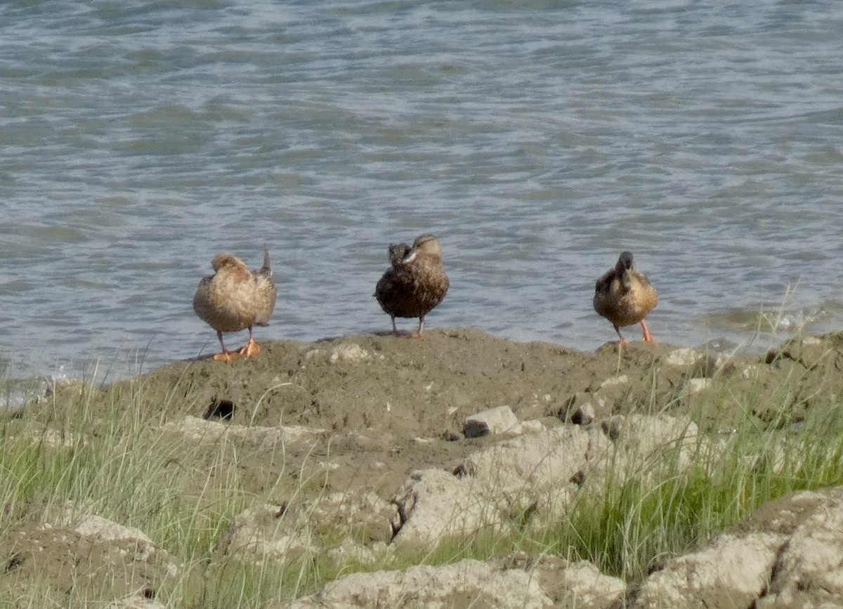 Mallard x American Black Duck (hybrid) - ML641427035