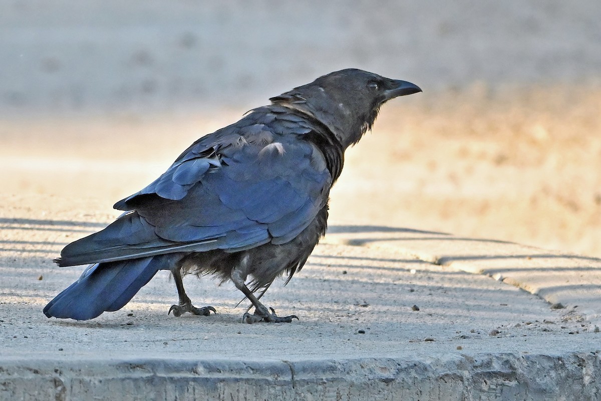American Crow - ML641427040