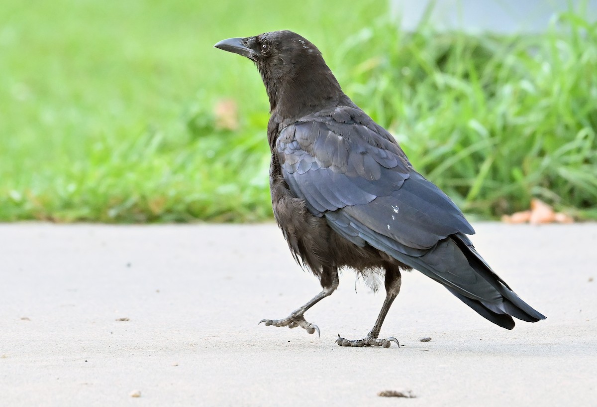 American Crow - ML641427041