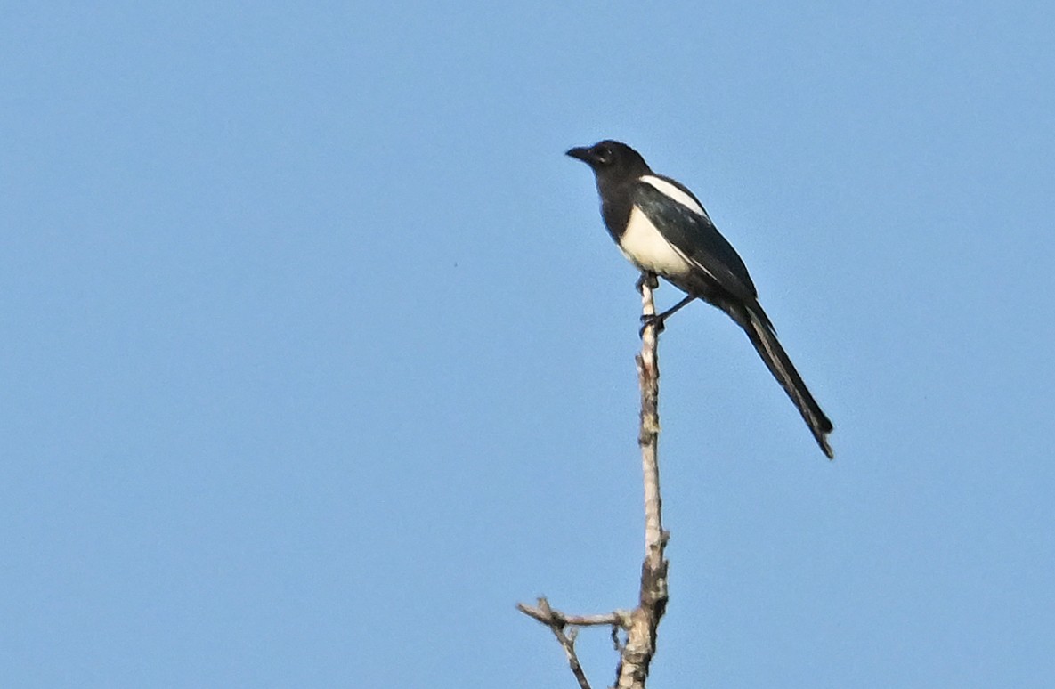 Black-billed Magpie - ML641427046
