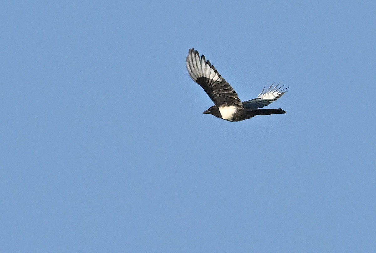 Black-billed Magpie - ML641427047