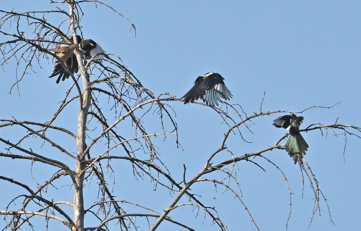 Black-billed Magpie - ML641427053