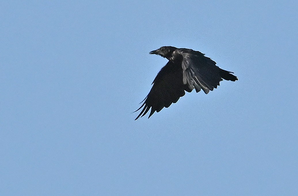 American Crow - ML641427057