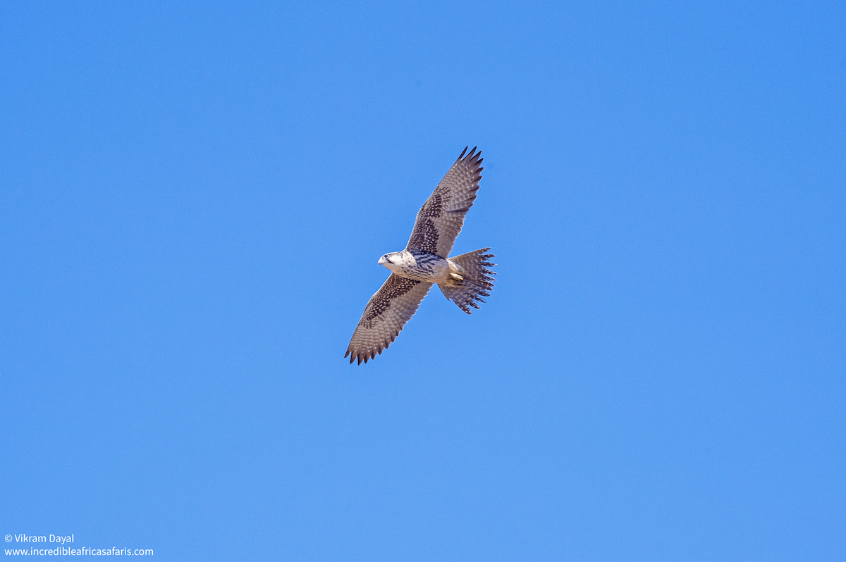 Lanner Falcon - ML641427063