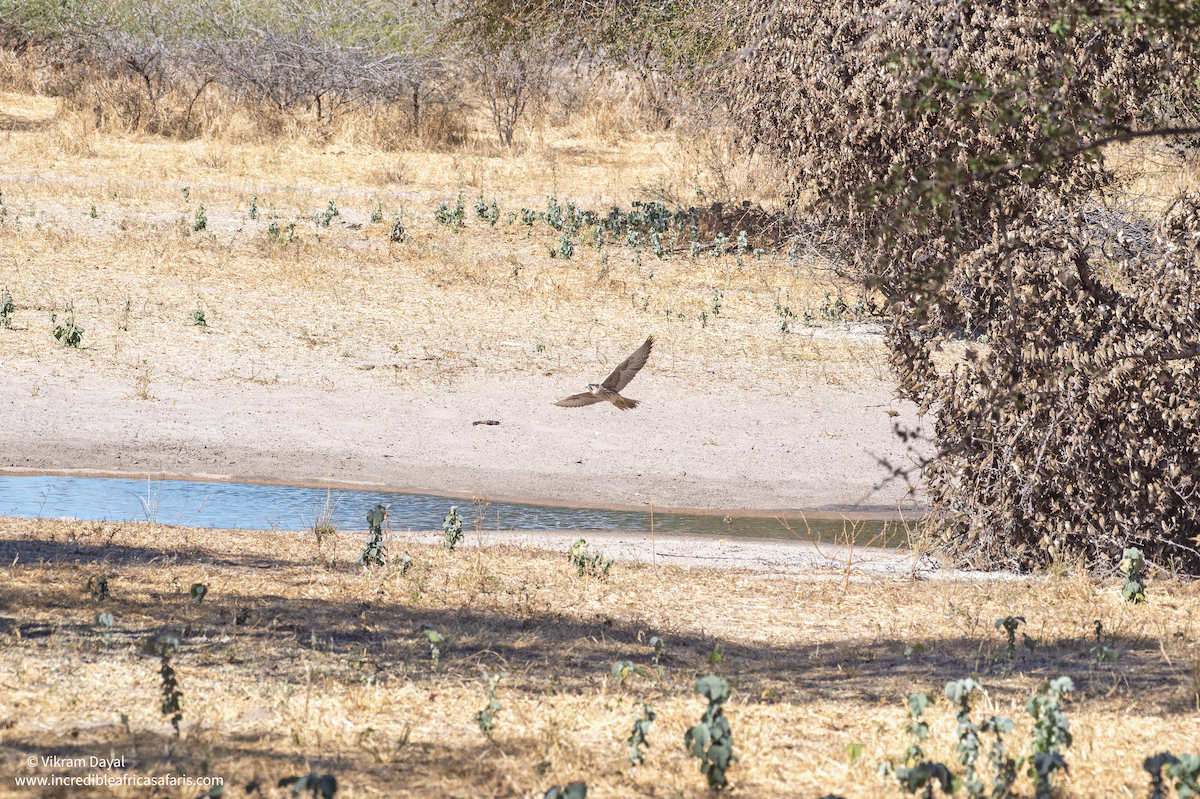 Lanner Falcon - ML641427064