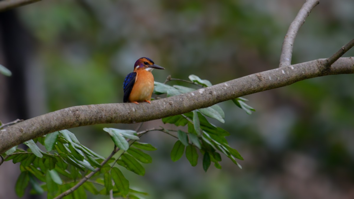 African Pygmy Kingfisher - ML641427070