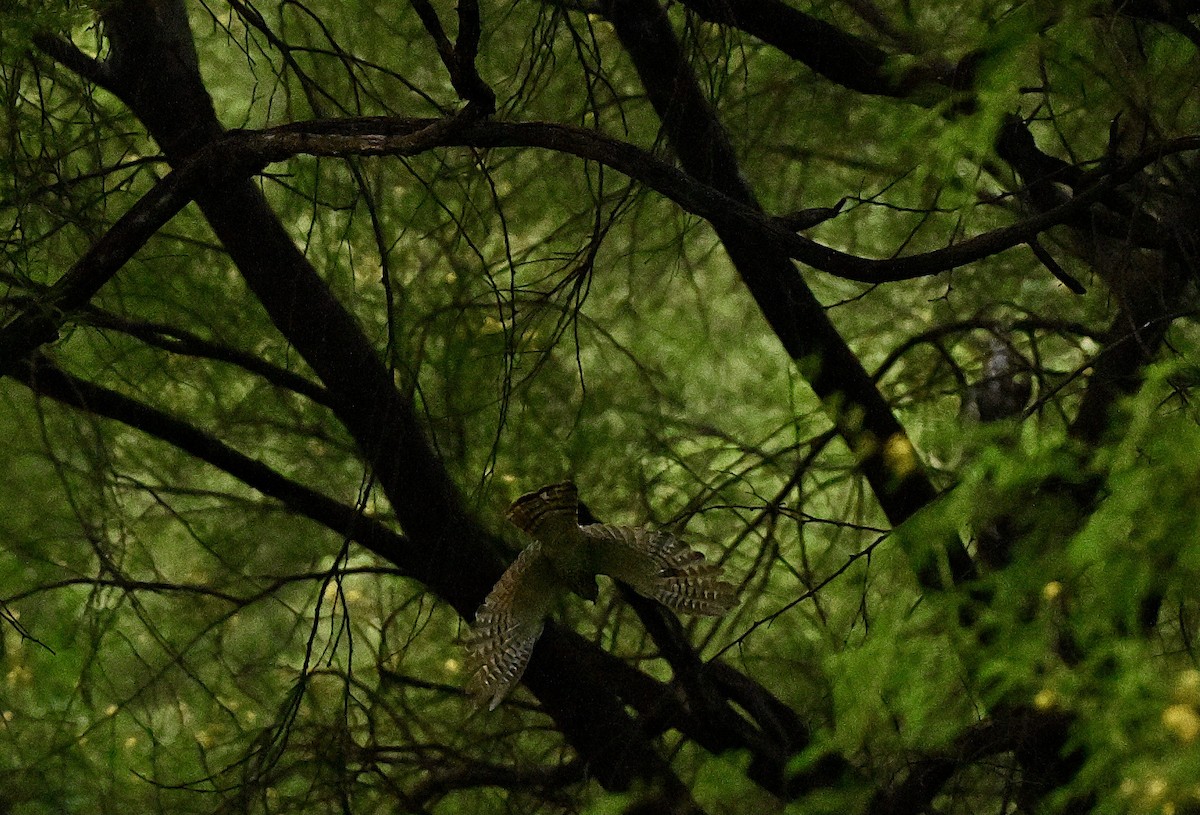 Common Hawk-Cuckoo - ML641427076