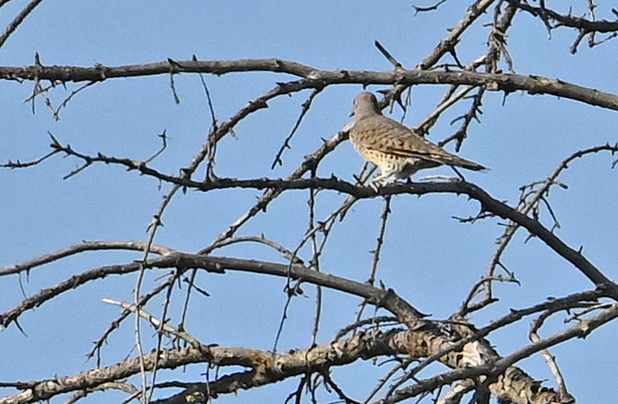 Northern Flicker (Yellow-shafted x Red-shafted) - ML641427081