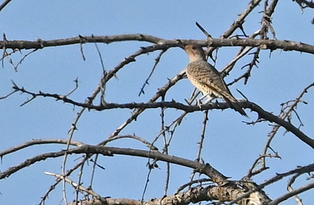 Northern Flicker (Yellow-shafted x Red-shafted) - ML641427084