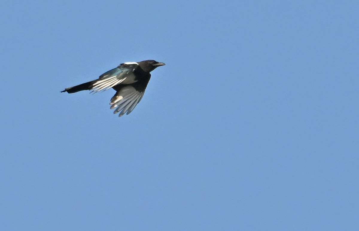 Black-billed Magpie - ML641427094