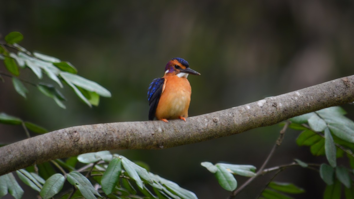 African Pygmy Kingfisher - ML641427102