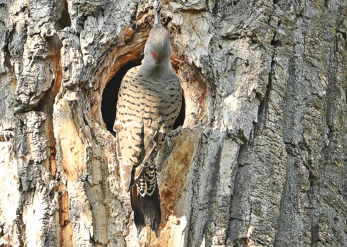 Northern Flicker (Yellow-shafted x Red-shafted) - ML641427107