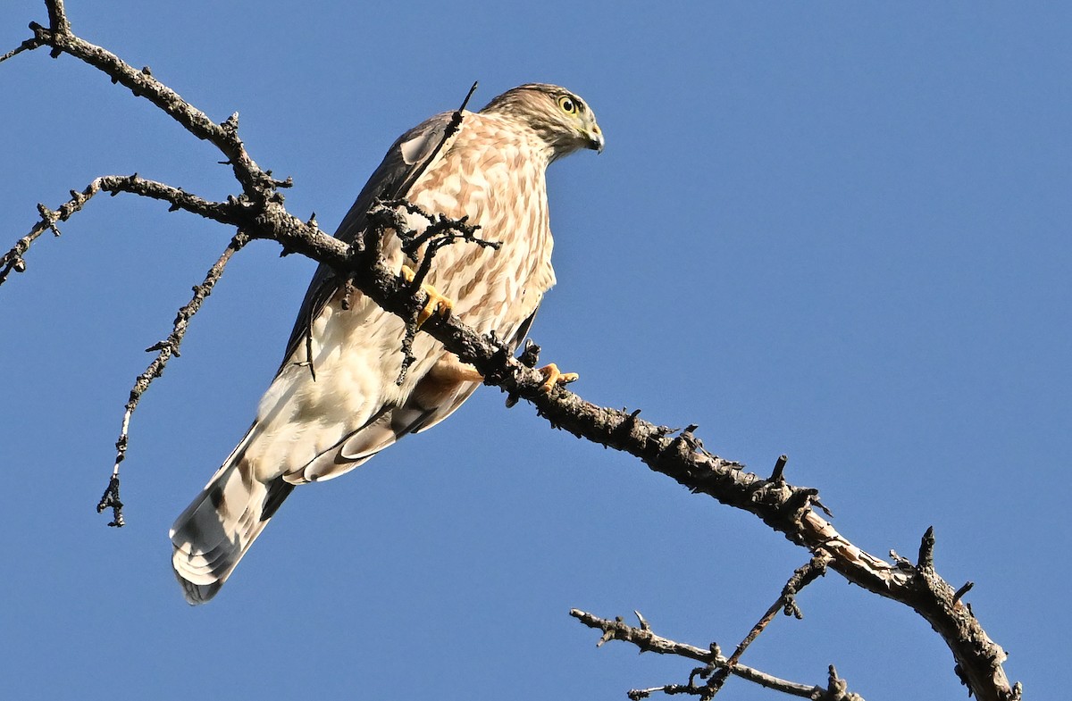 Sharp-shinned Hawk - ML641427116