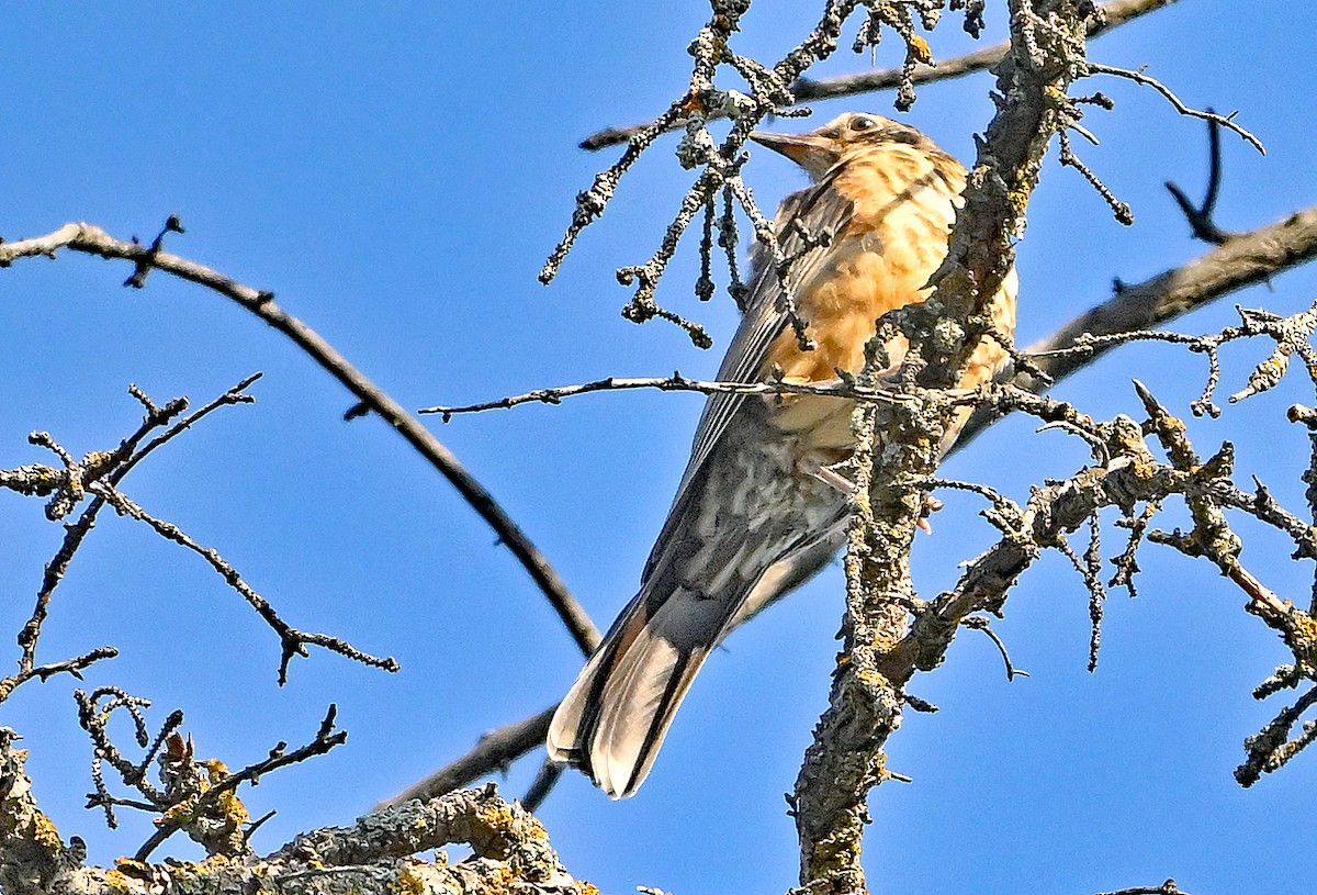 American Robin - ML641427121