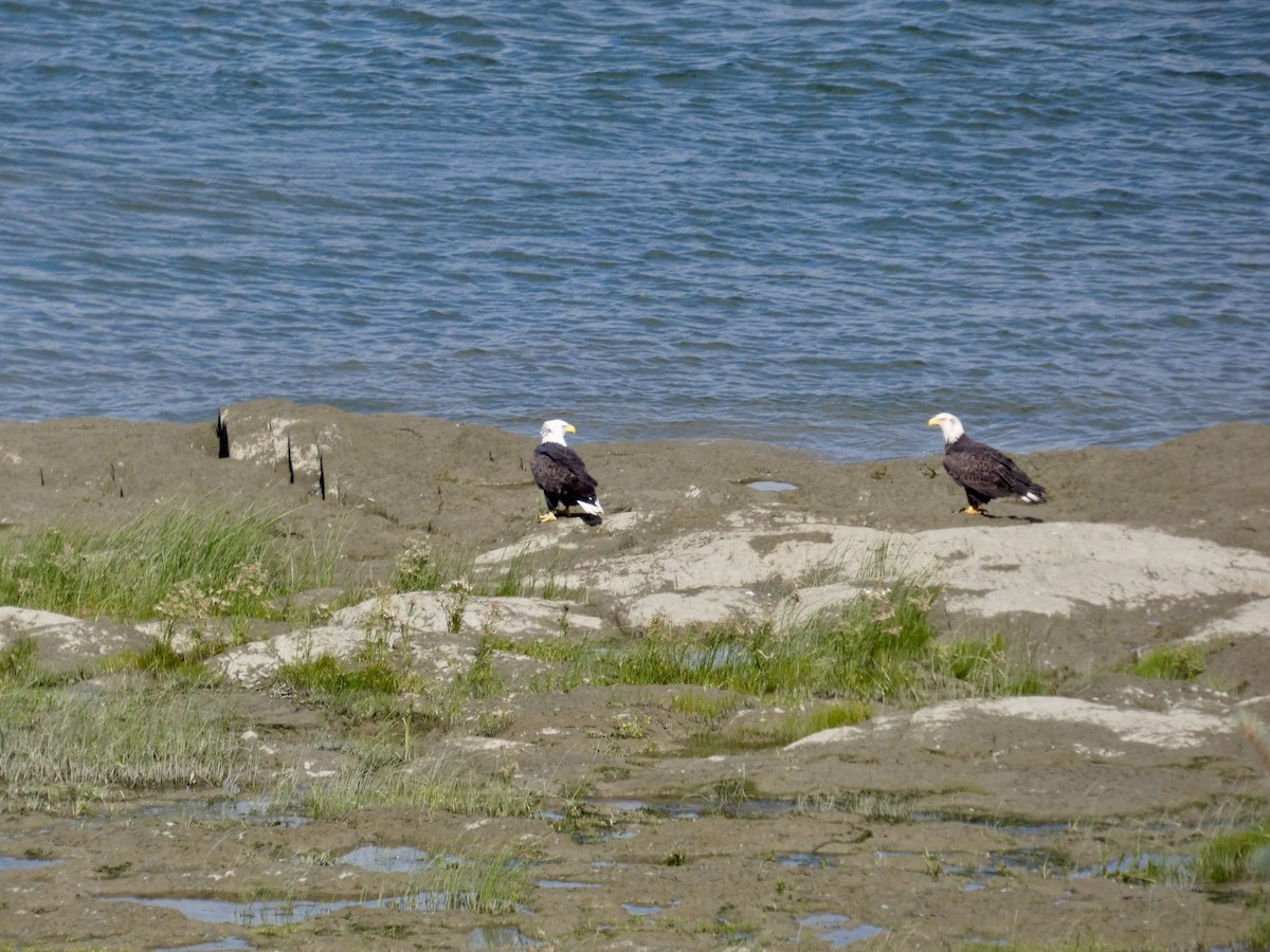 Bald Eagle - ML641427124