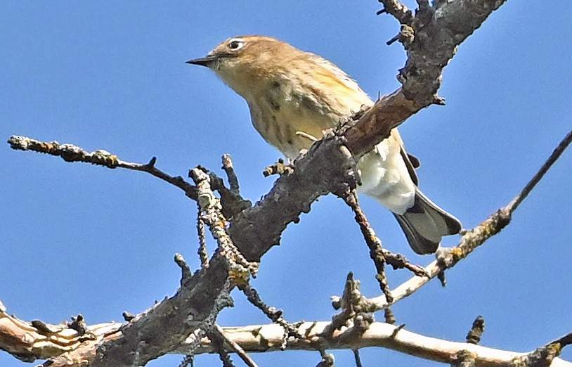 Yellow-rumped Warbler - ML641427125