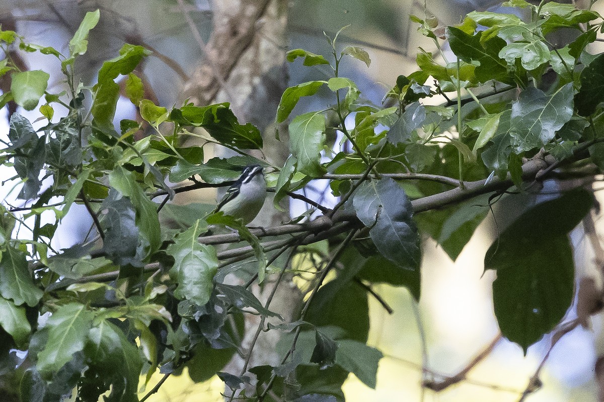 Yellow-rumped Tinkerbird (Yellow-rumped) - ML641427130