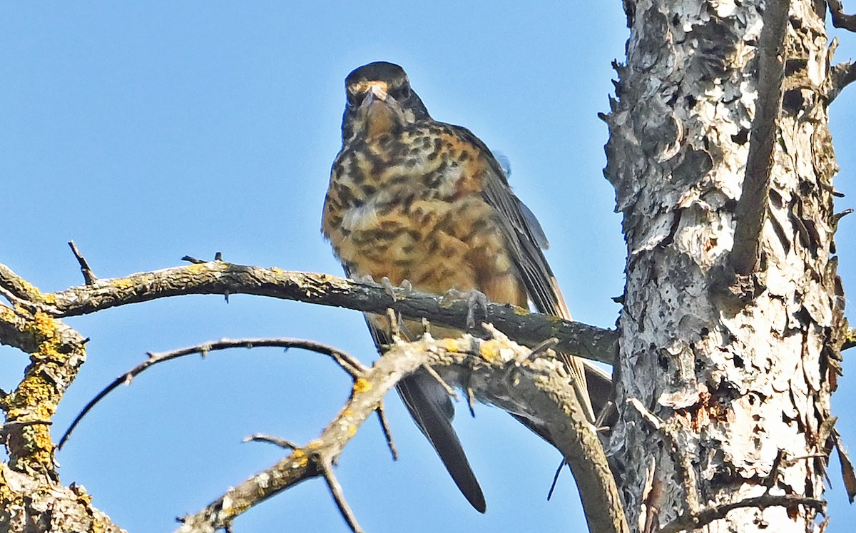 American Robin - ML641427131