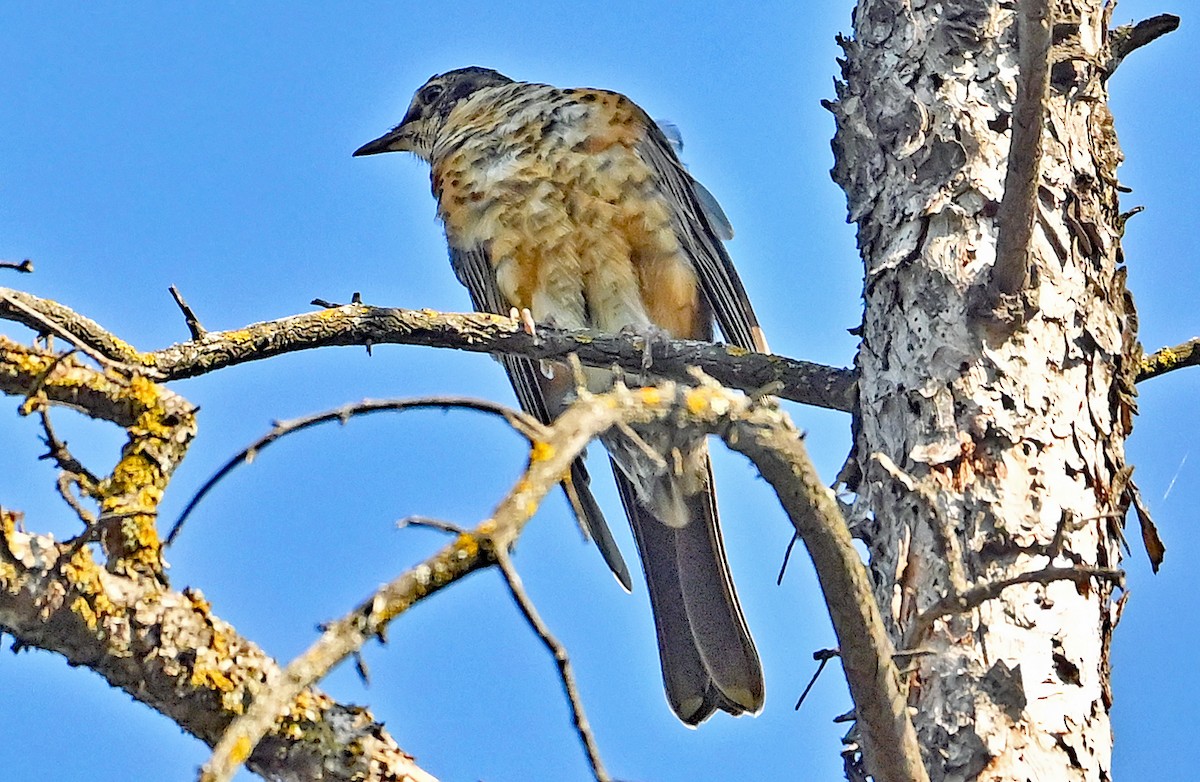 American Robin - ML641427132