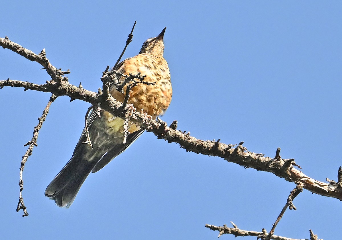 American Robin - ML641427133