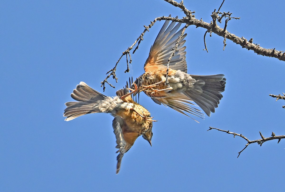 American Robin - ML641427134