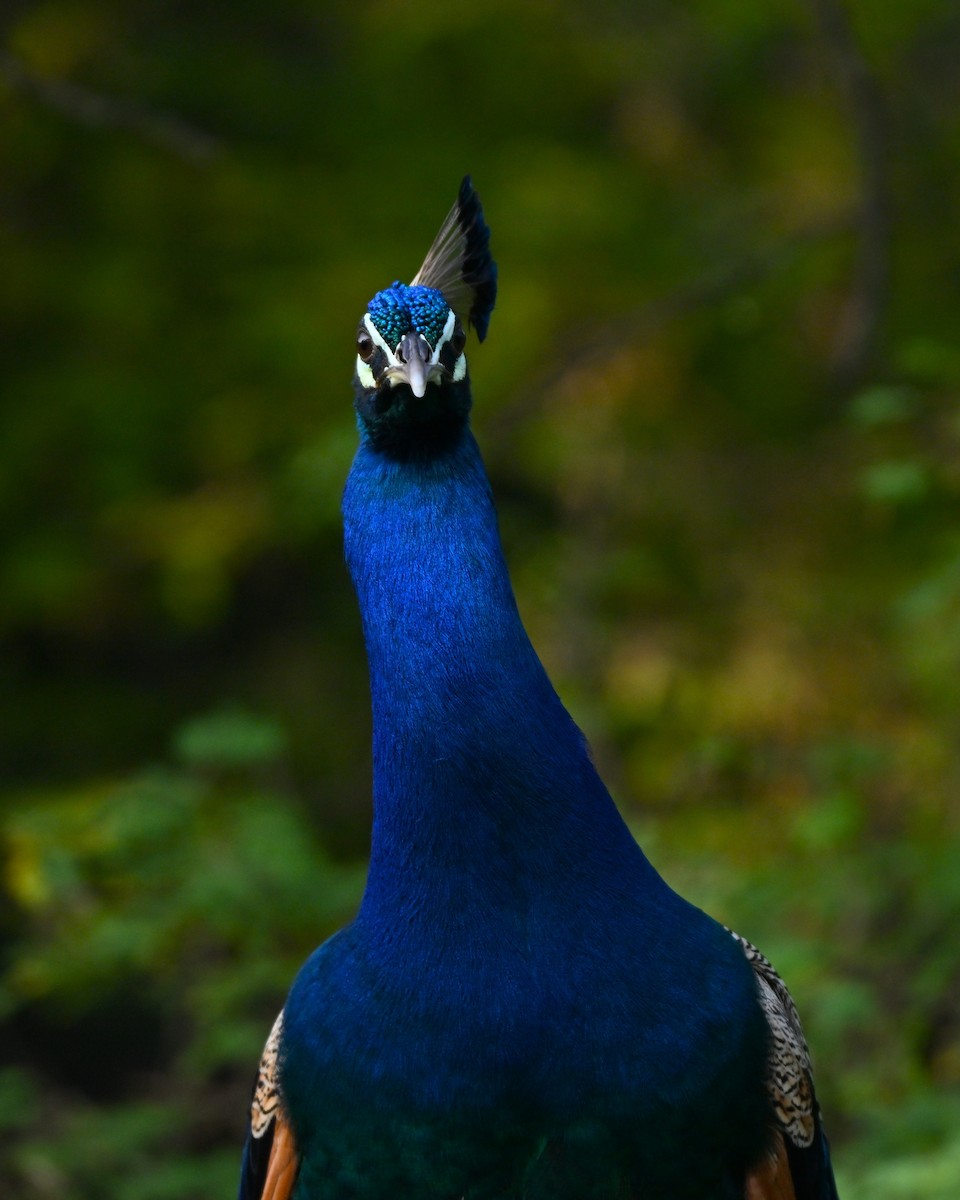 Indian Peafowl - ML641427149