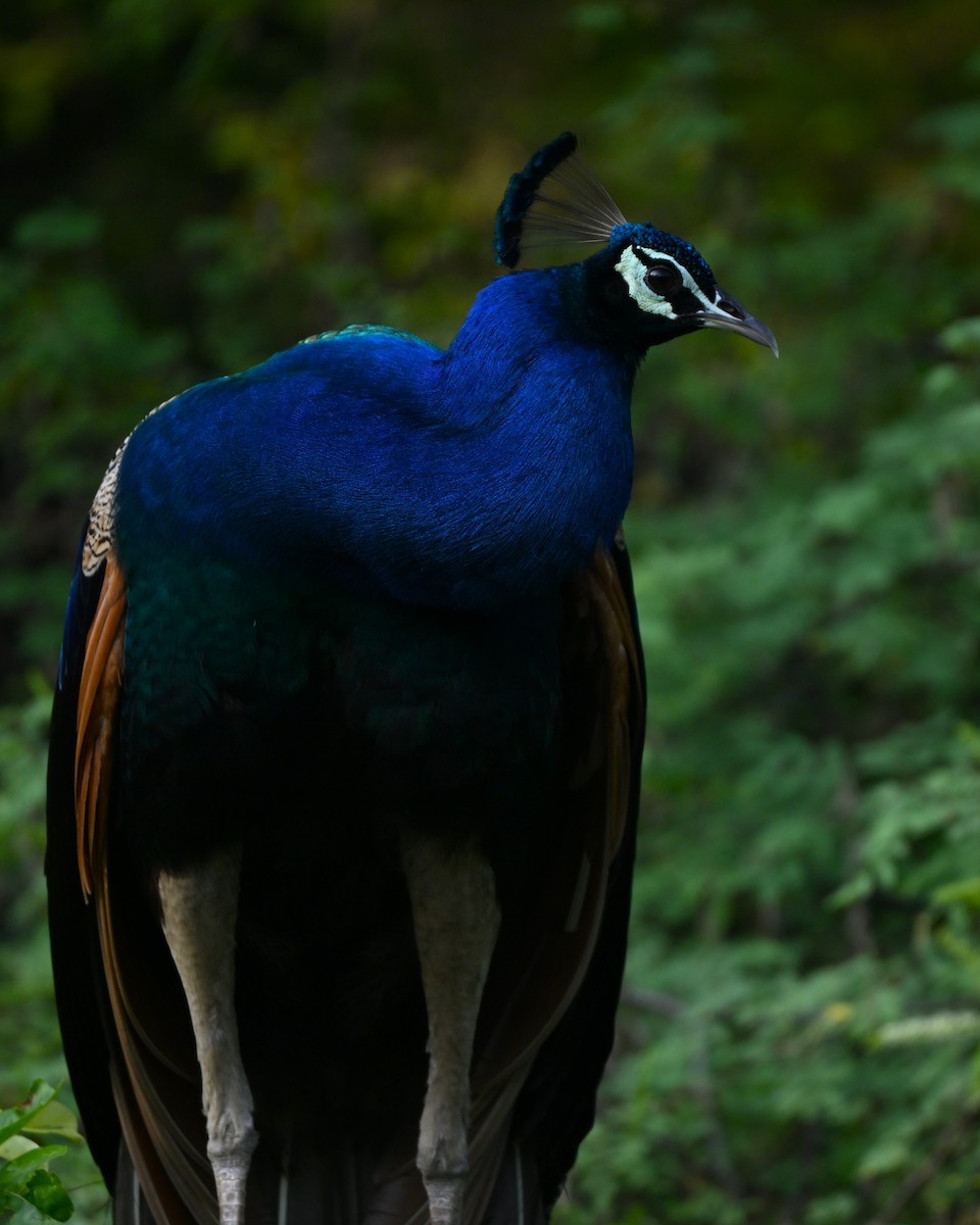 Indian Peafowl - ML641427150