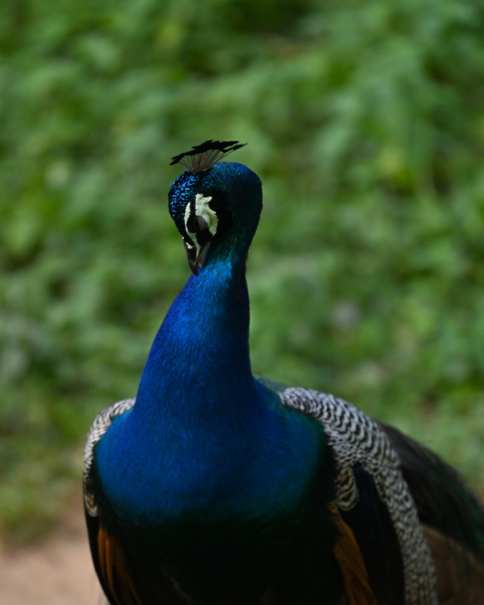 Indian Peafowl - ML641427151