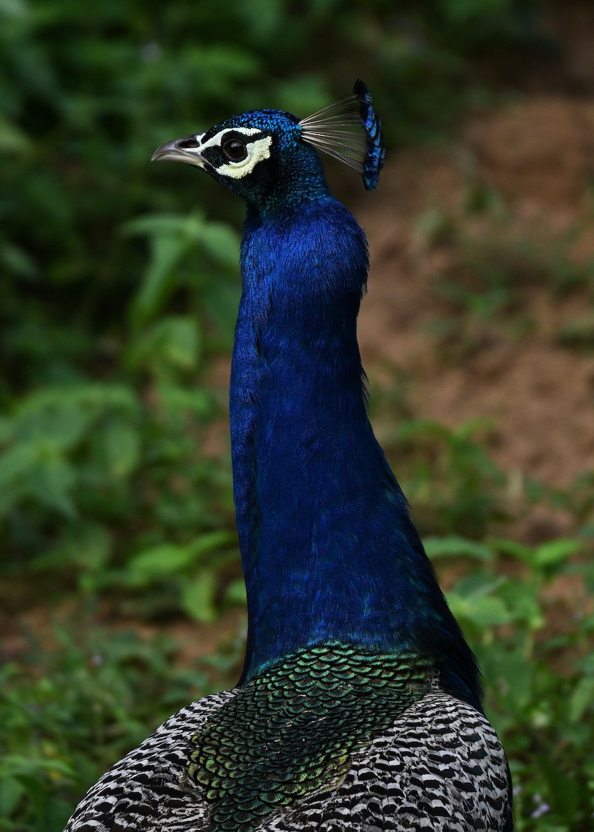 Indian Peafowl - ML641427152