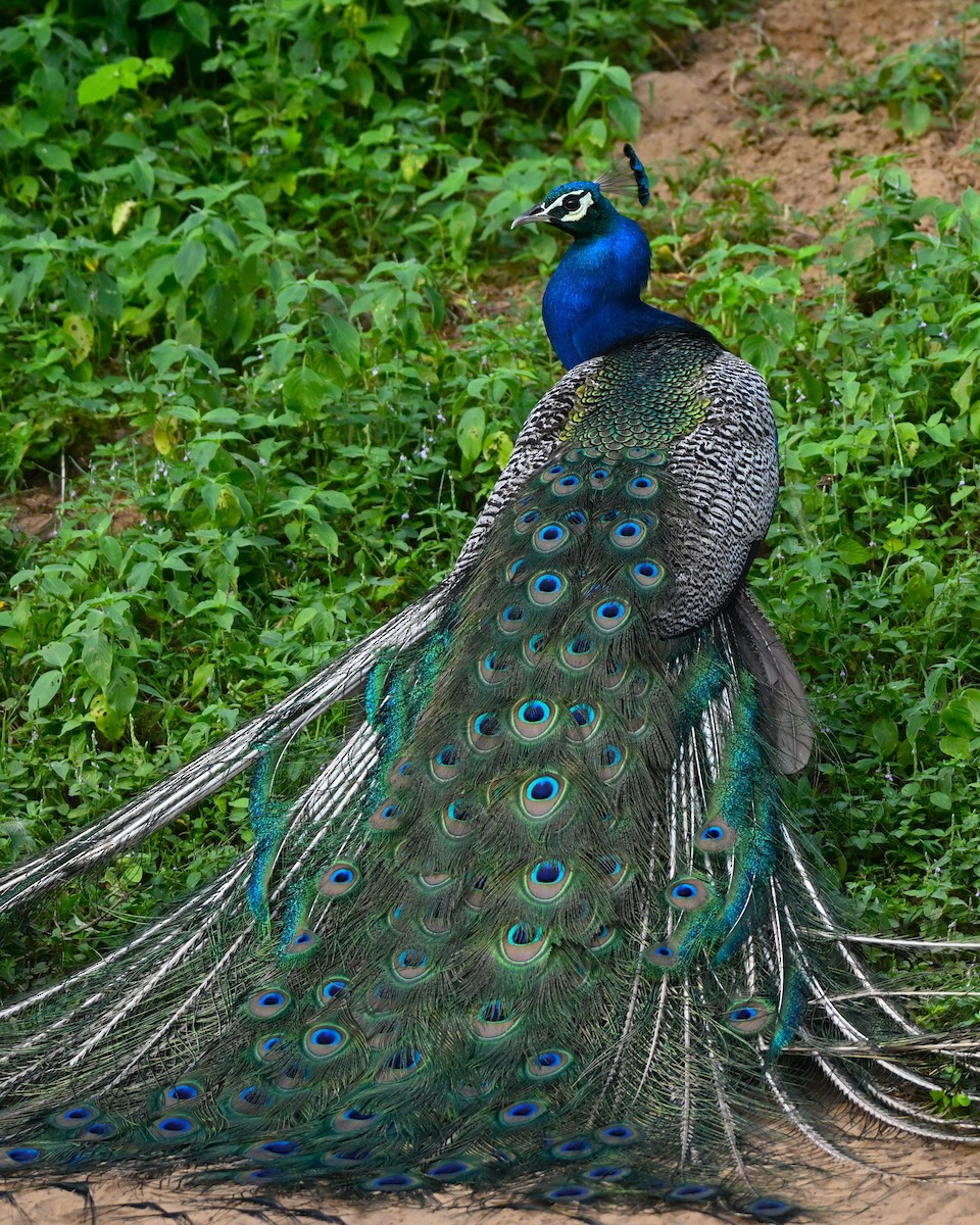 Indian Peafowl - ML641427153