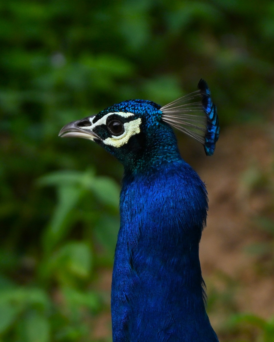 Indian Peafowl - ML641427154