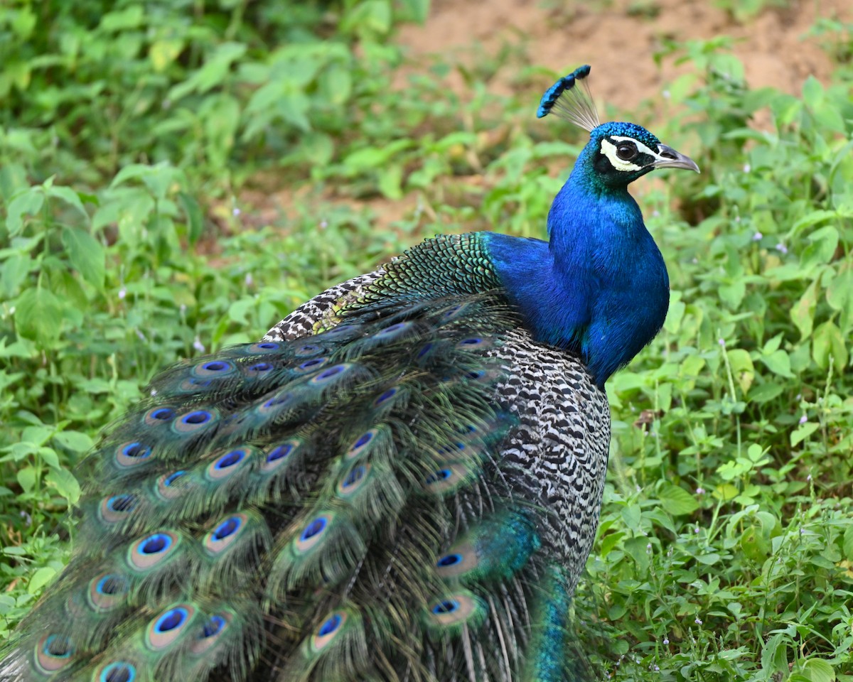 Indian Peafowl - ML641427156