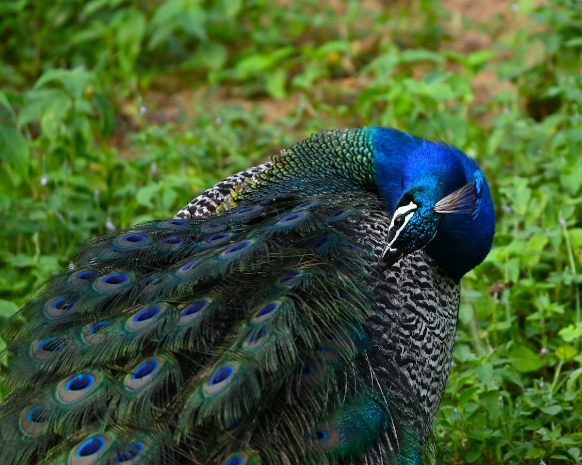 Indian Peafowl - ML641427158