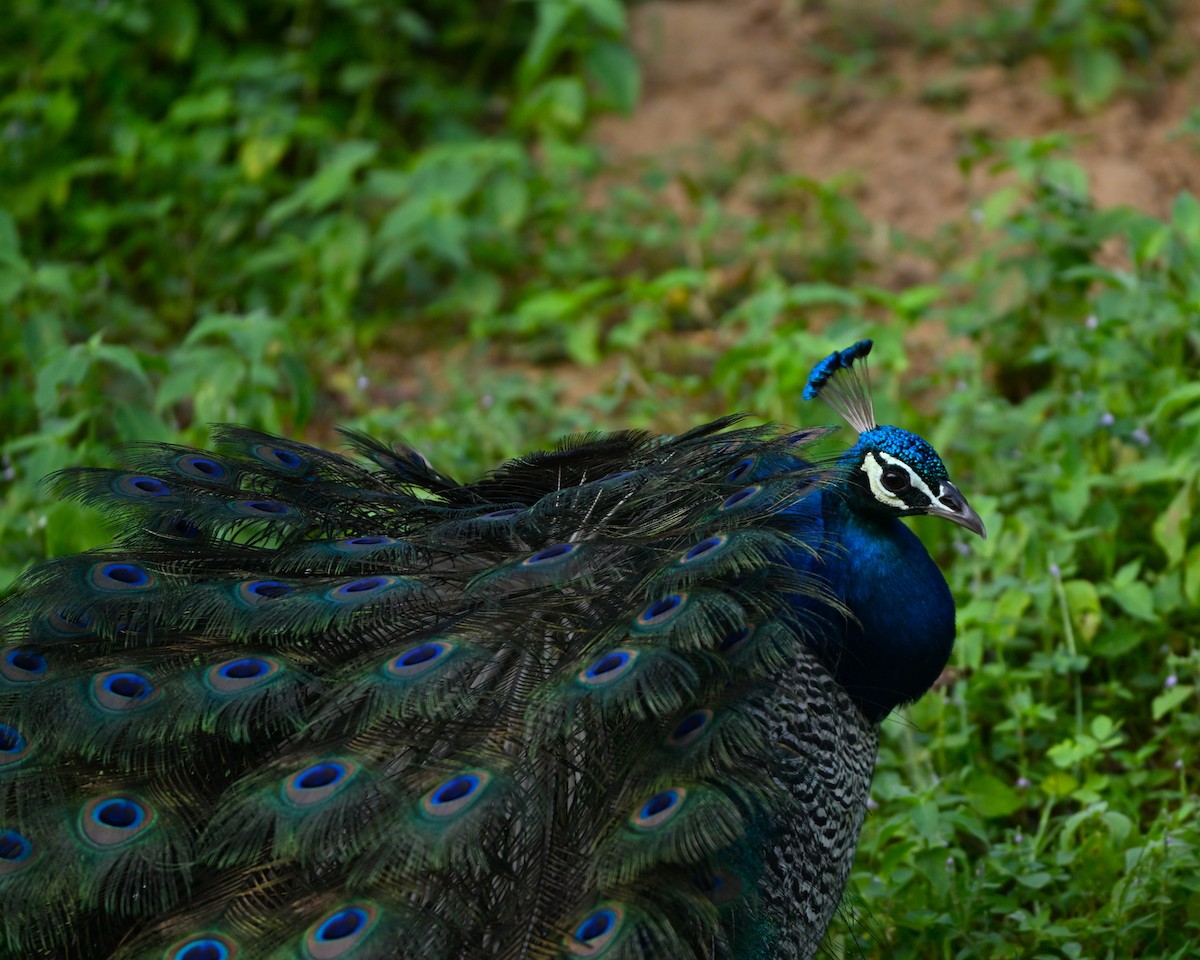 Indian Peafowl - ML641427159