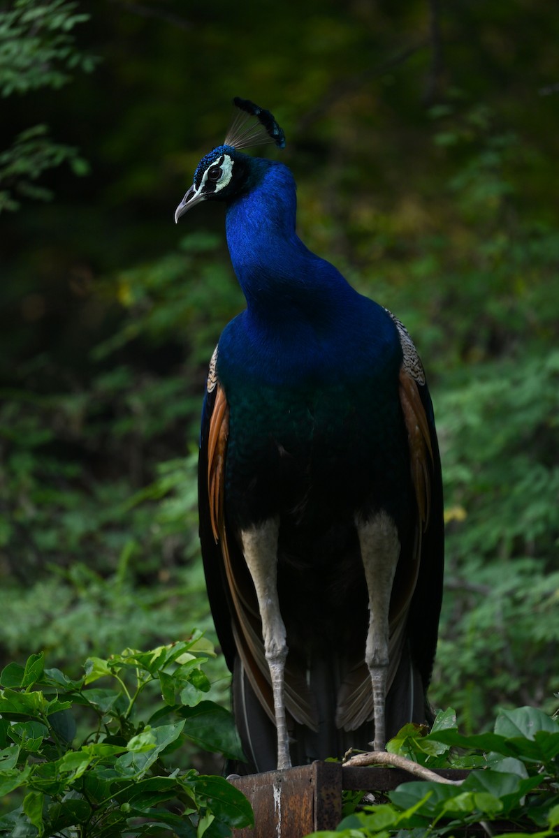 Indian Peafowl - ML641427160