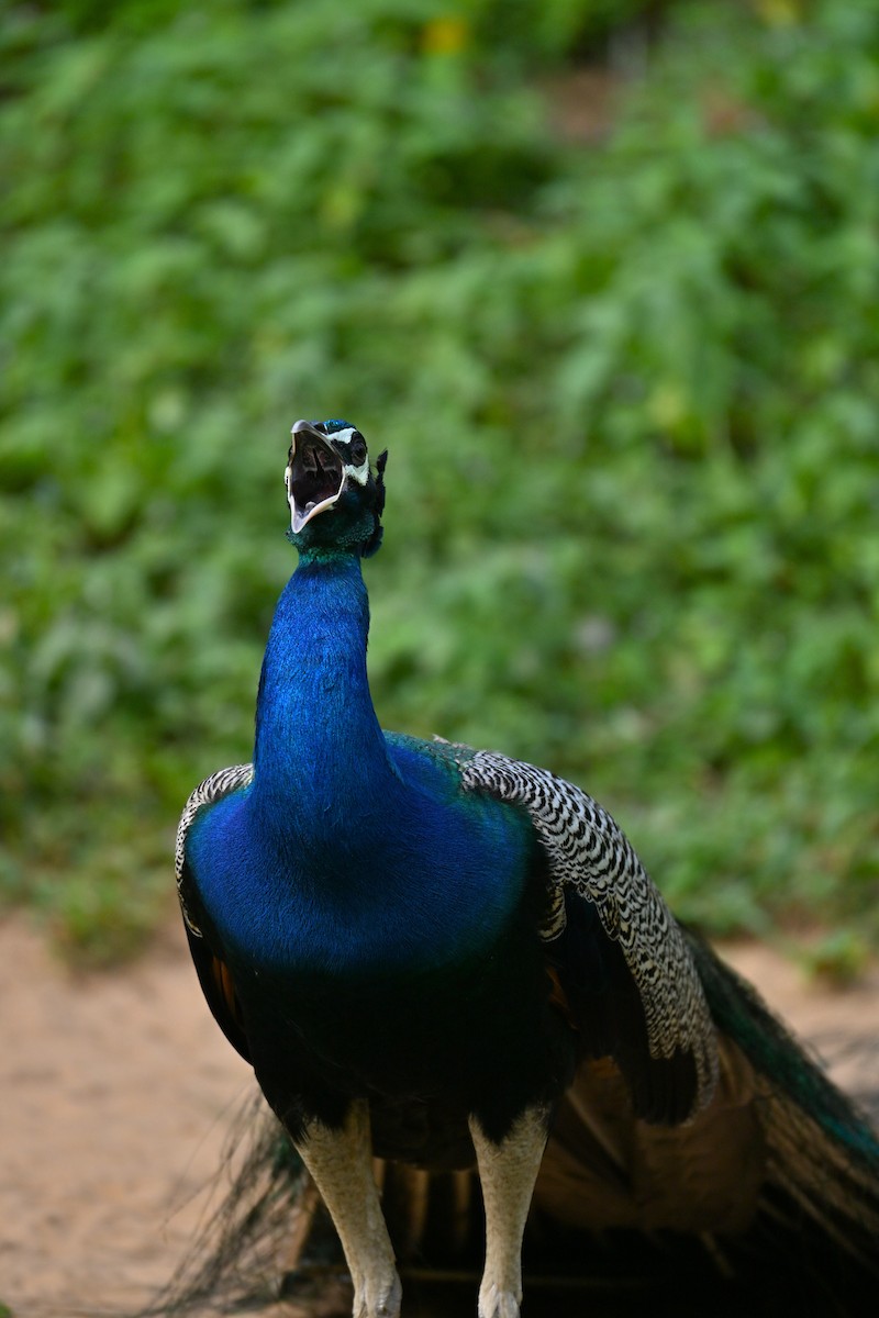 Indian Peafowl - ML641427161