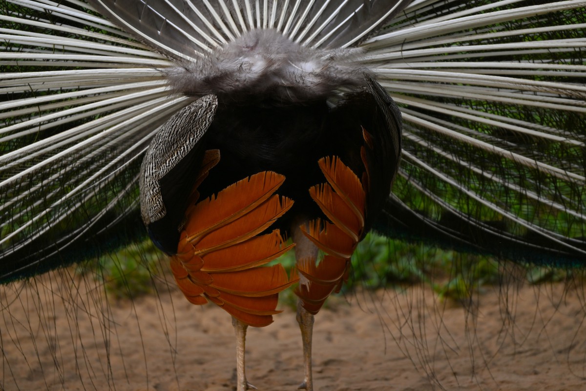 Indian Peafowl - ML641427162
