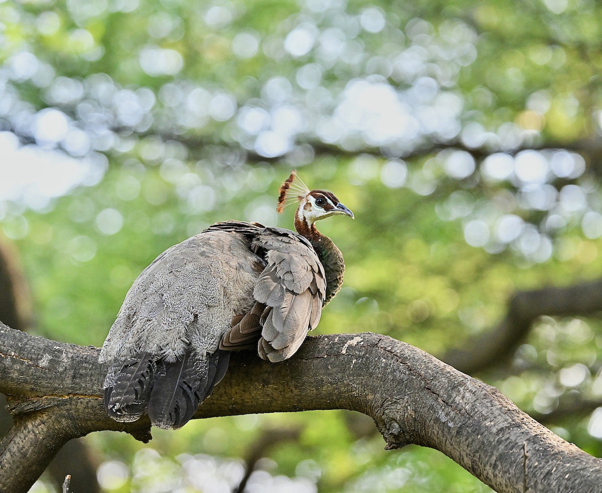 Indian Peafowl - ML641427163