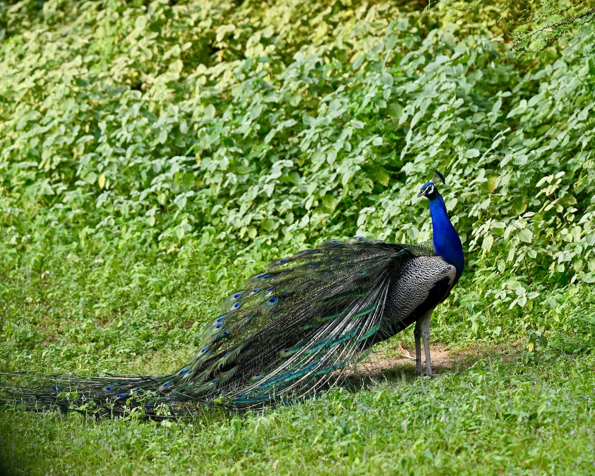 Indian Peafowl - ML641427164