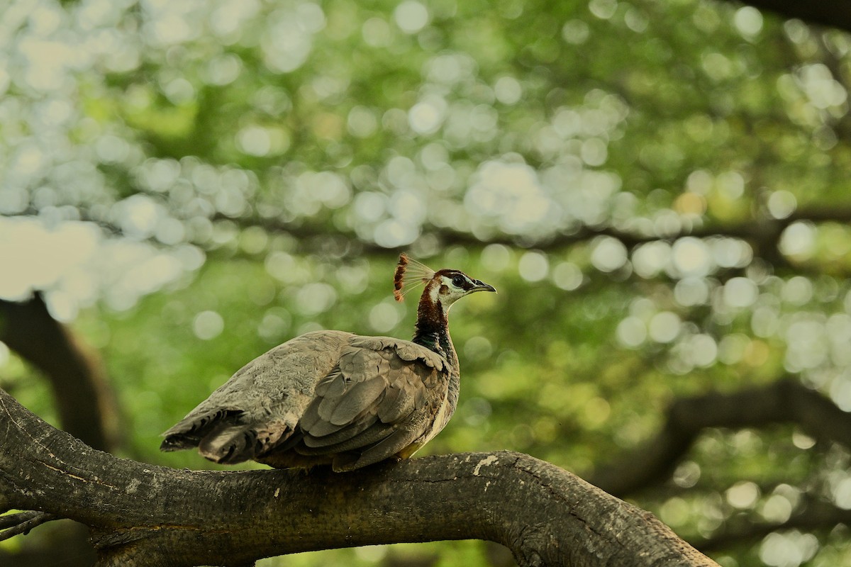 Indian Peafowl - ML641427165