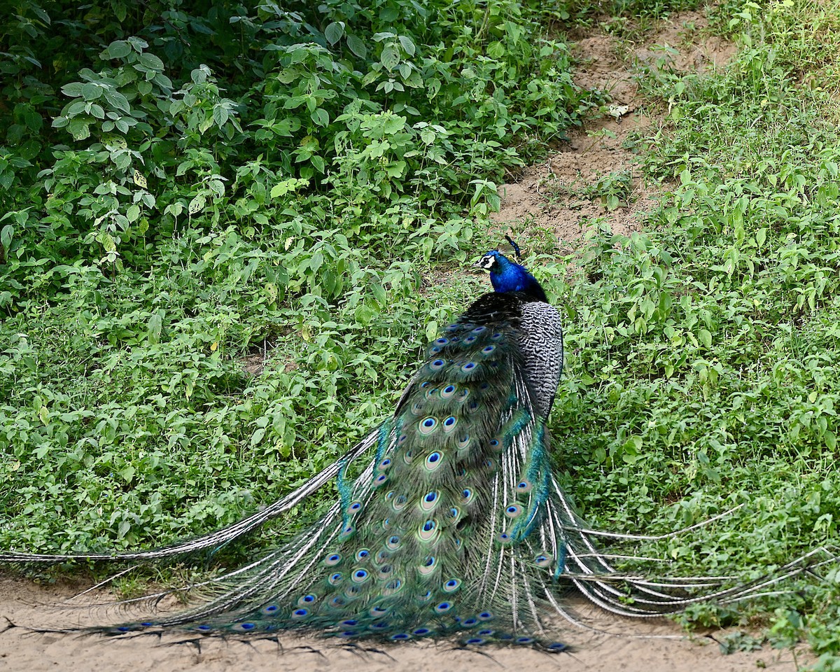 Indian Peafowl - ML641427166
