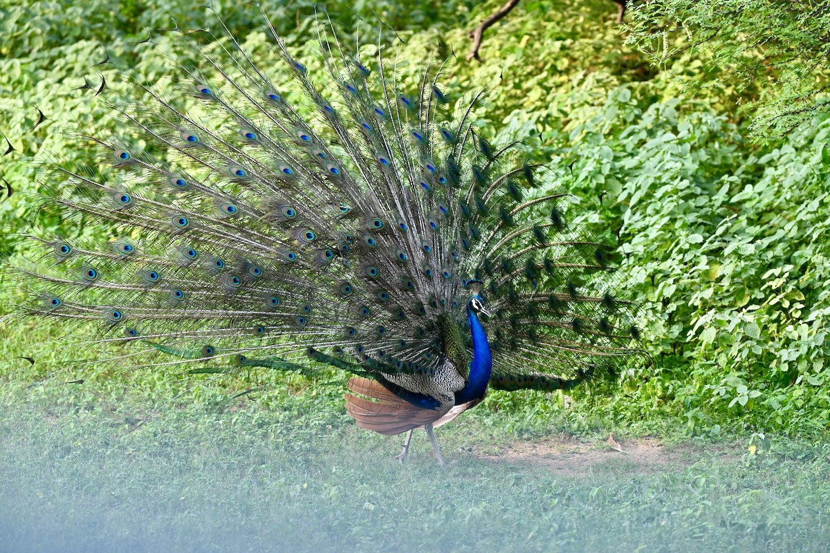Indian Peafowl - ML641427167