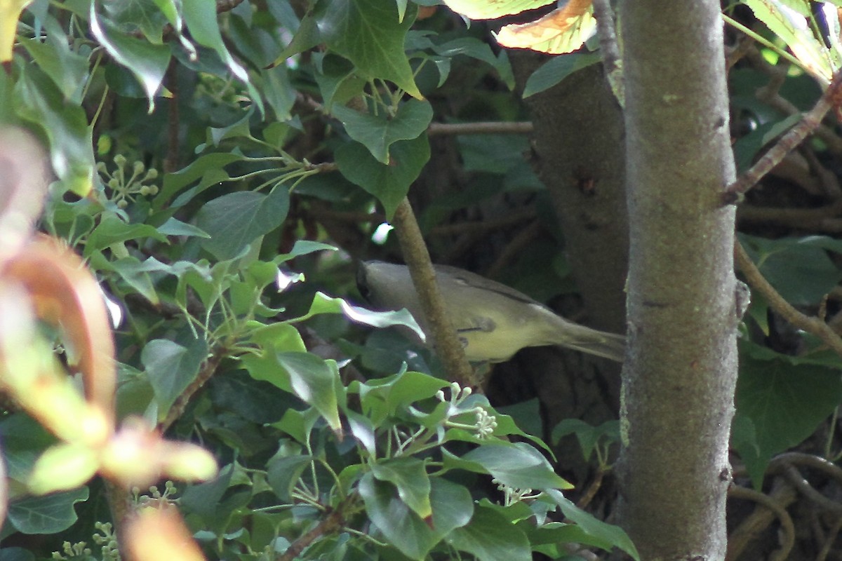 Eurasian Blackcap - ML641427168
