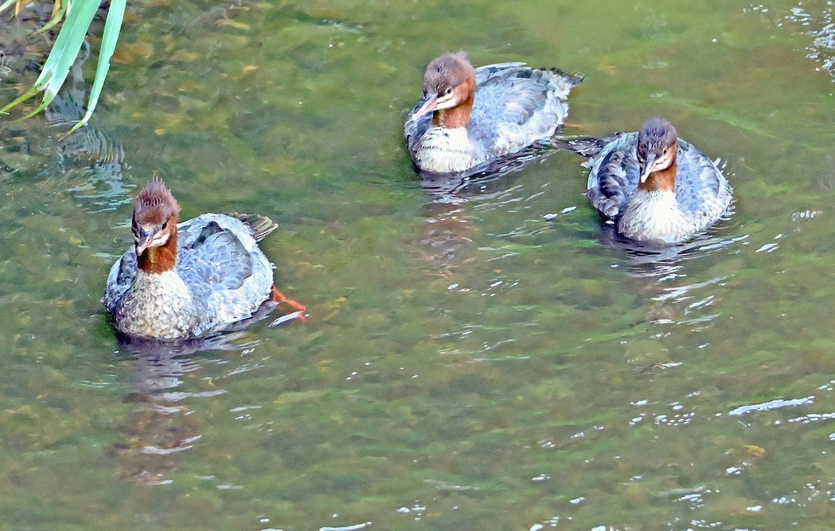 Common Merganser - ML641427169