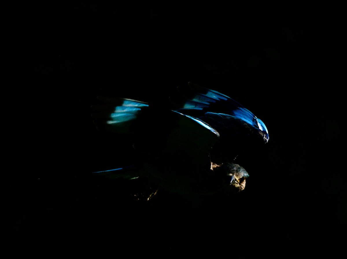 Indian Roller - ML641427191