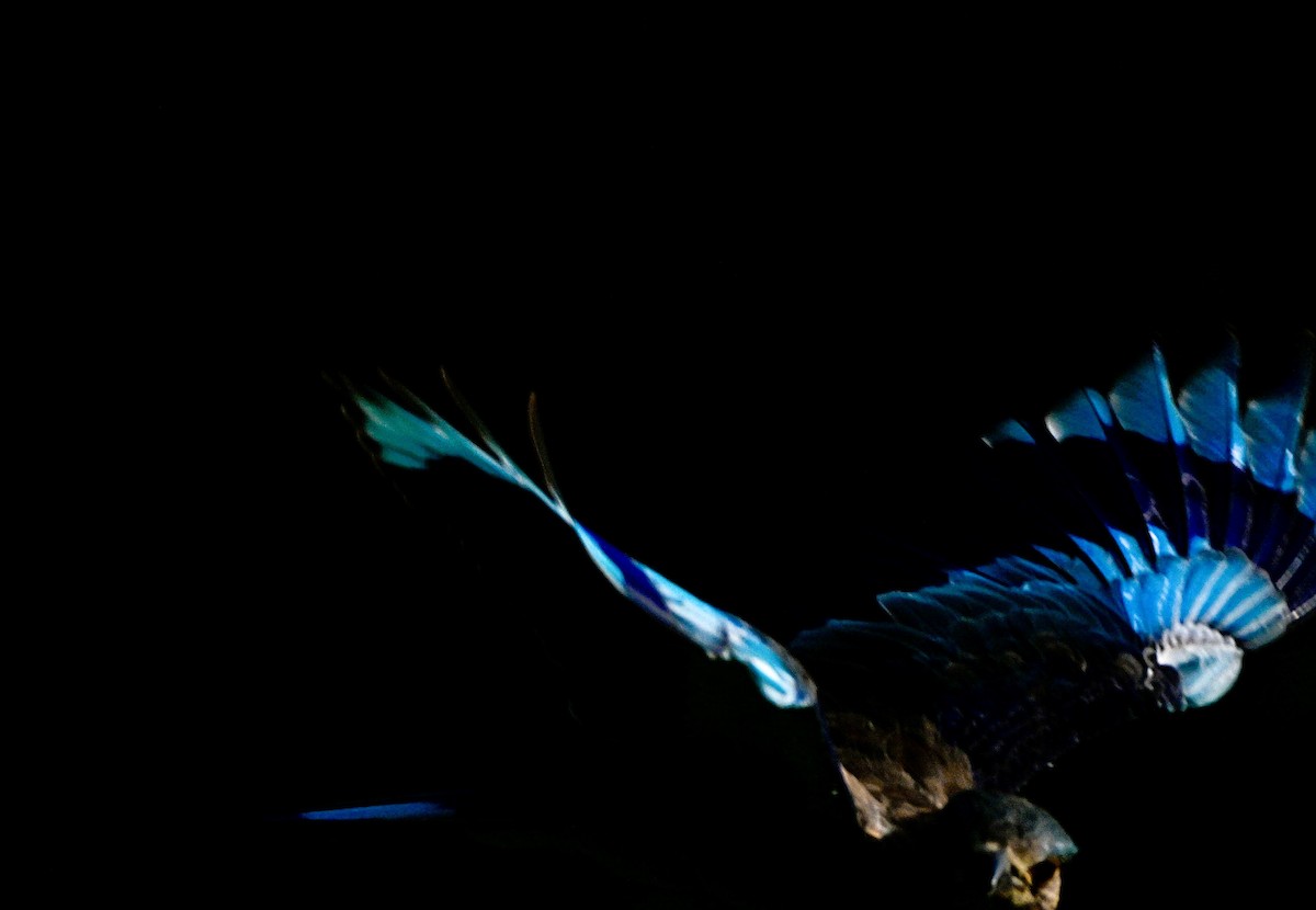 Indian Roller - ML641427192