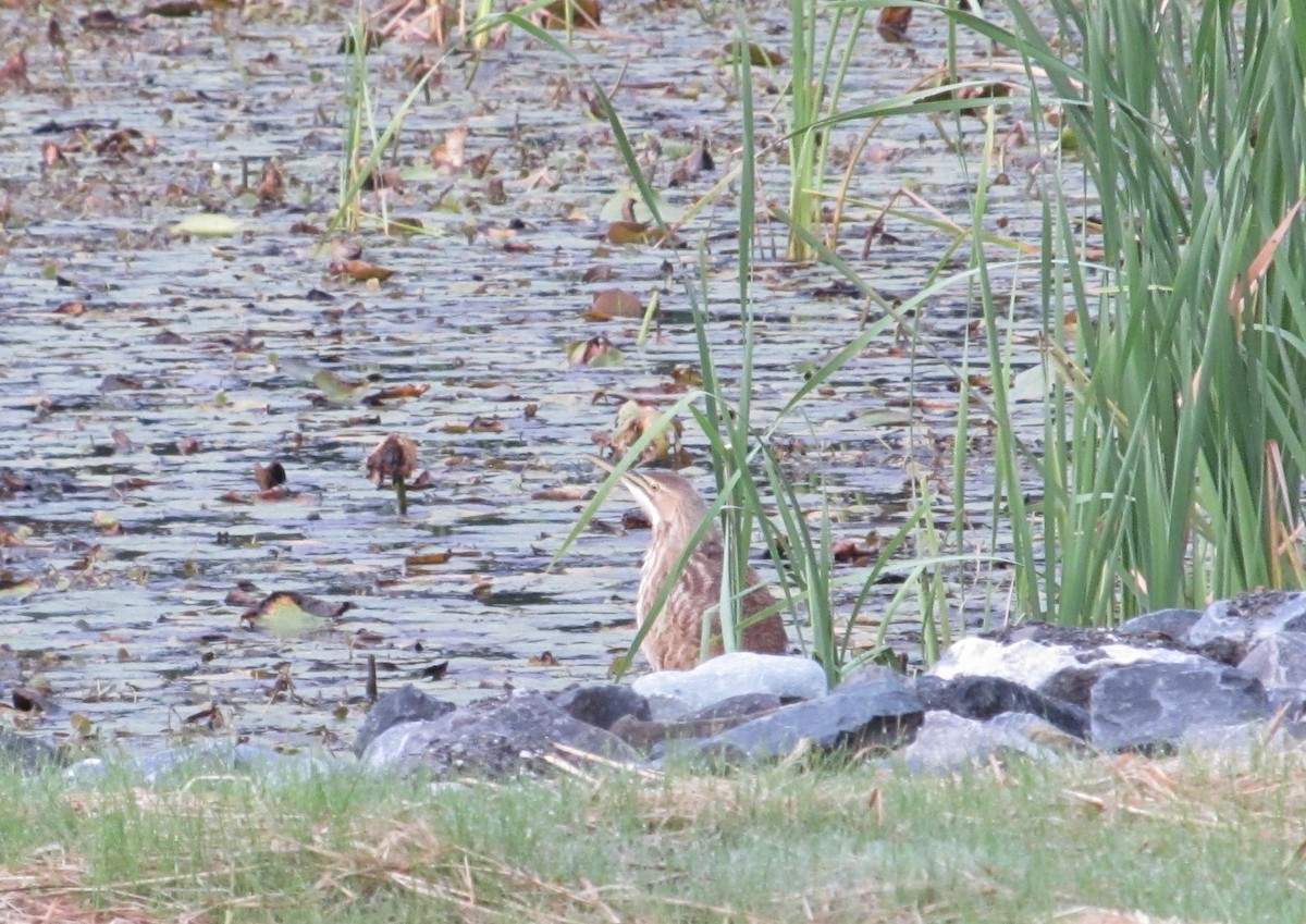 American Bittern - ML641427194